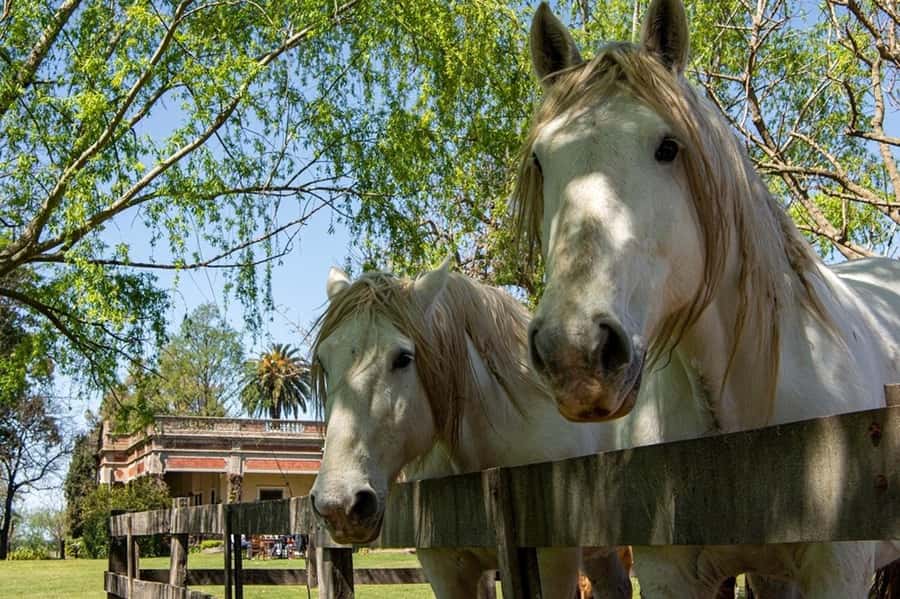 From Buenos Aires: Gaucho and Ranch Day Tour - Who will get the most from this day