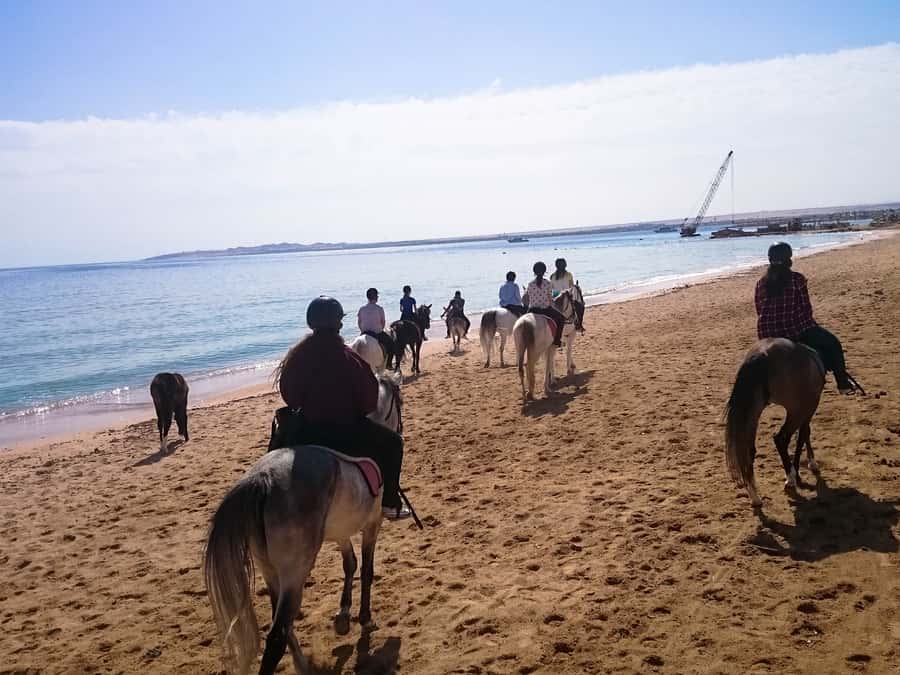 From Hurghada: Red Sea Sunrise and Desert Horseback Riding - The VIP four-hour ride and swim stop