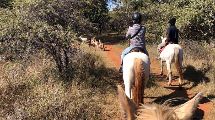 From Johannesburg: Horse-Riding Safari and Cable Car Tour - From Johannesburg to the Magaliesberg