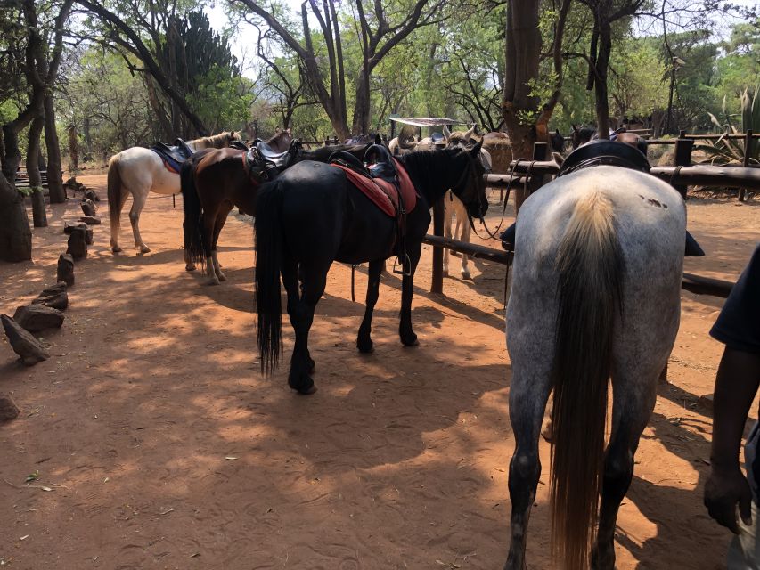 From Johannesburg: Horse-Riding Safari and Cable Car Tour - How the $242 price works out