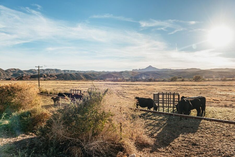 From Las Vegas: Desert Sunset Horseback Ride with BBQ Dinner - Is $159 a fair price?