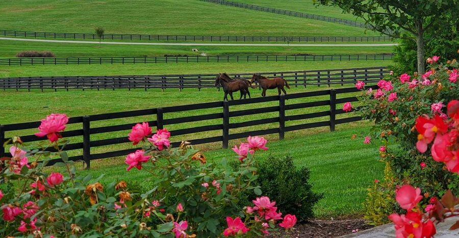 From Lexington: Kentucky Horse Farms Tour - The $59 price and what it covers