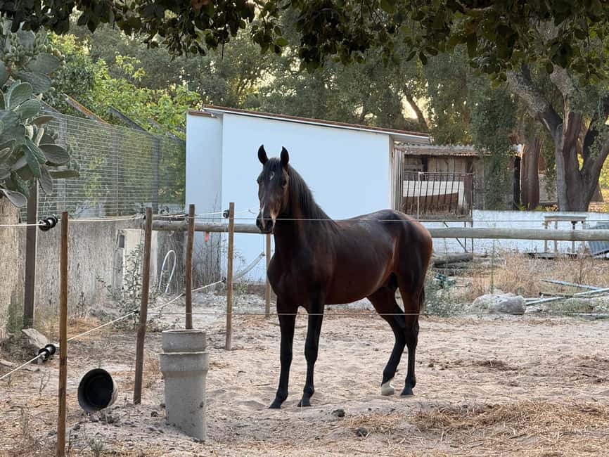 From Lisbon: Amazing Horseback Ride, Tasting, Estates, and Cristo Rei - The ferry across Seixal Bay