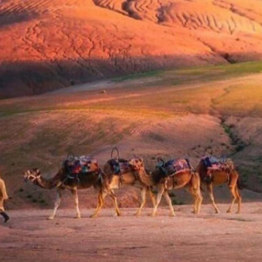 From Marrakech: Agafay Desert Horse ride with sunset - Mint tea in a Bedouin tent