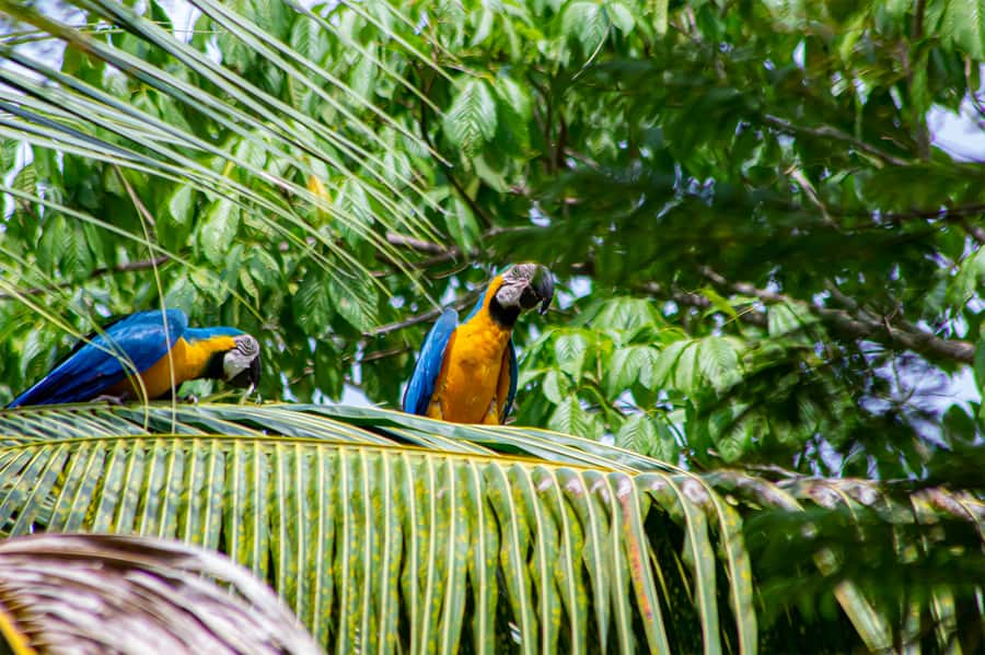 From Medellin; (All-In) The Real Horseback Ranch Experience - Key points at a glance