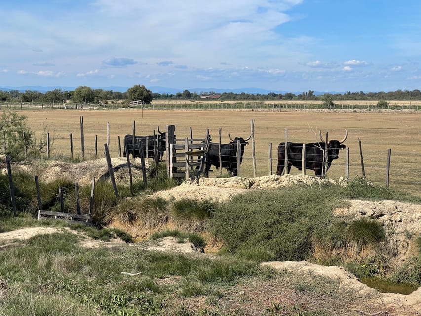 From Montpellier: Camargue and Salt Marshes Guided Tour - Key points to know before booking