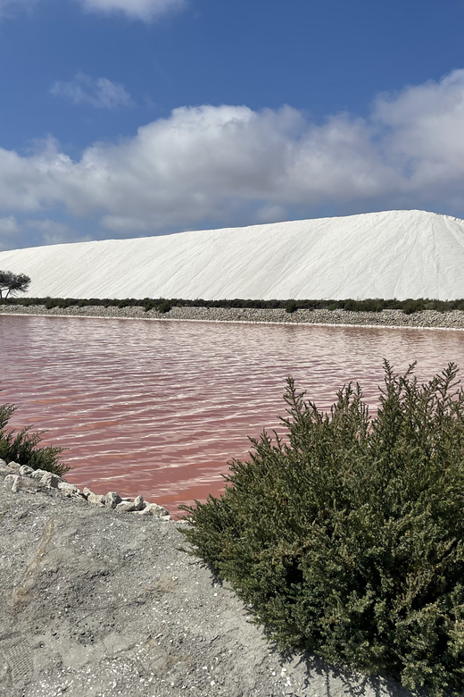From Montpellier: Camargue and Salt Marshes Guided Tour - Why this Camargue day trip works
