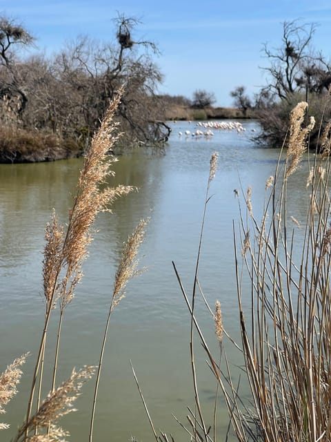 From Montpellier: Camargue and Salt Marshes Guided Tour - Saintes-Maries-de-la-Mer and the Black Virgin