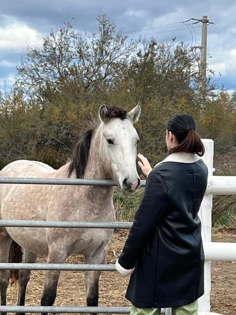 From Montpellier: Visit of Camargue and Aigues-Mortes - Why Aigues-Mortes makes a strong half-day trip