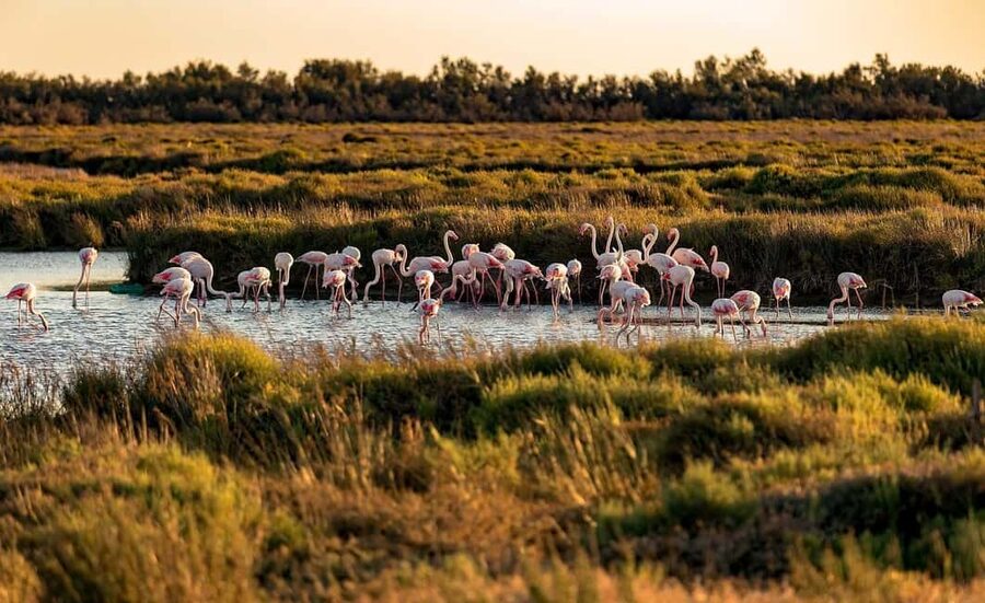 From Montpellier: Visit of Camargue and Aigues-Mortes - The Tour Carbonnière and the open Camargue