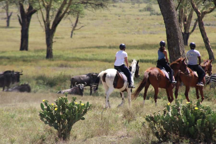 From Nairobi: Horseback Wildlife Safari with Transfer & Meal - From Nairobi to Naivasha by Road