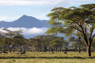 From Nairobi: Horseback Wildlife Safari with Transfer & Meal