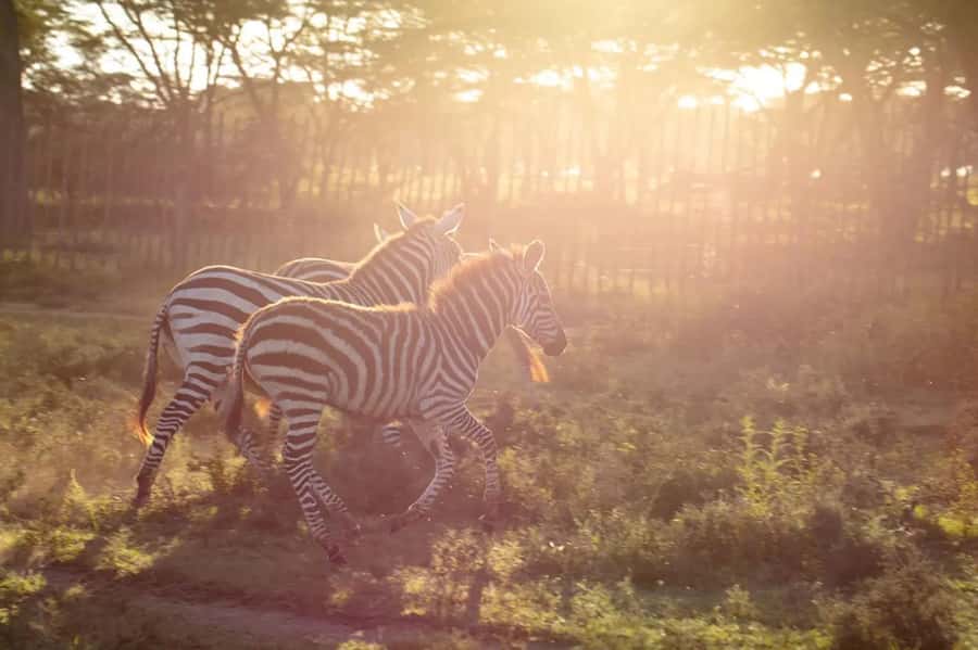 From Nairobi: Horseback Wildlife Safari with Transfer & Meal - Lunch at a Conservancy Restaurant