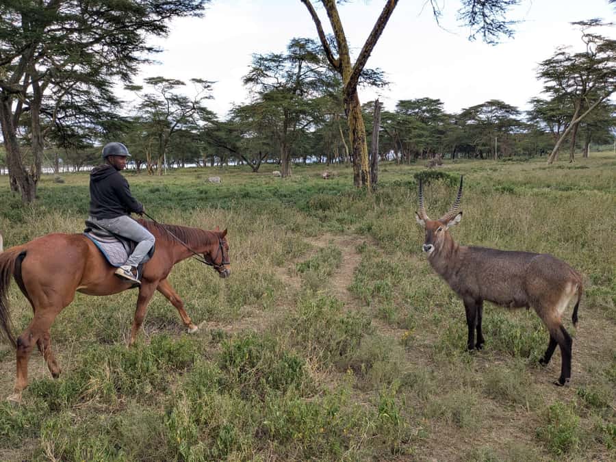 From Nairobi: Horseback Wildlife Safari with Transfer & Meal - Who Will Enjoy This Day Trip