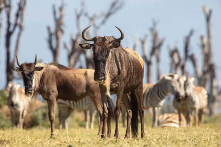 From Nairobi: Horseback Wildlife Safari with Transfer & Meal - What to Bring and What to Leave Behind
