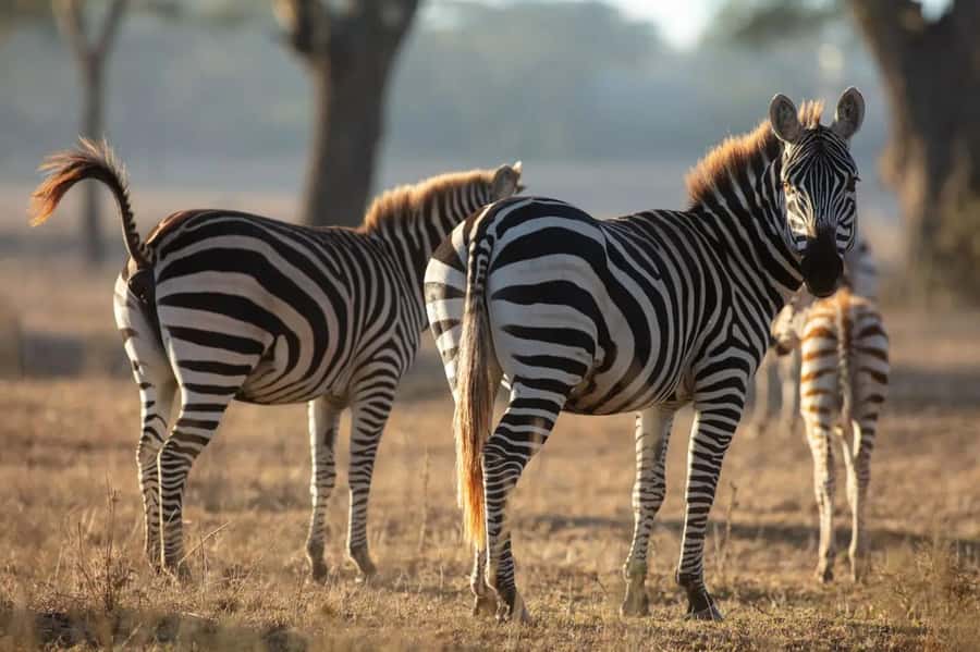 From Nairobi: Horseback Wildlife Safari with Transfer & Meal - My Verdict: A Gentle Safari With a Long Drive