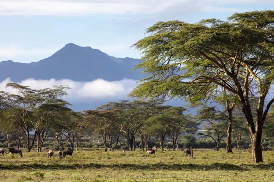 From Nairobi: Horseback Wildlife Safari with Transfer & Meal - A Quiet Safari Ride Through Open Savannah