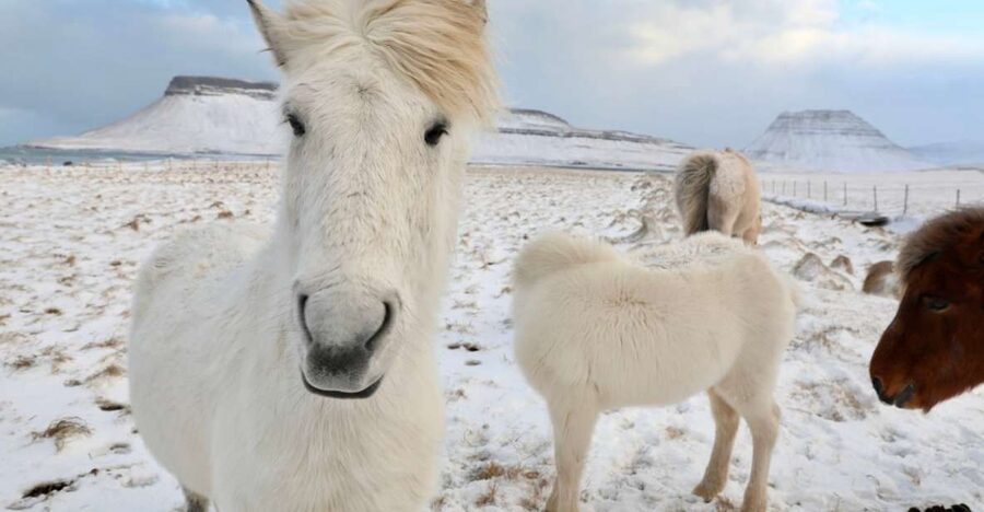 From Reykjavík: Full-day Golden Circle & Horse Riding Tour - Why the horse ride gives this tour its character