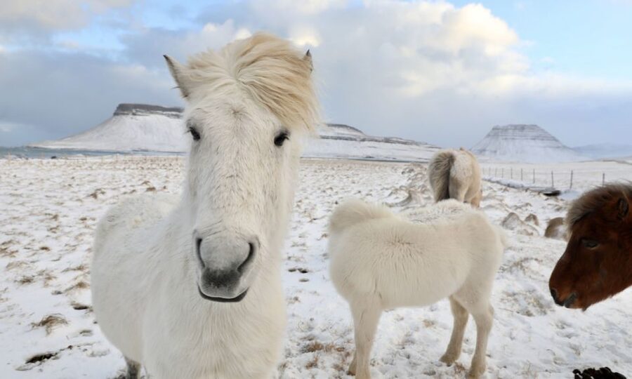 From Reykjavík: Full-day Golden Circle & Horse Riding Tour - Thingvellir: where geology and Icelandic history meet