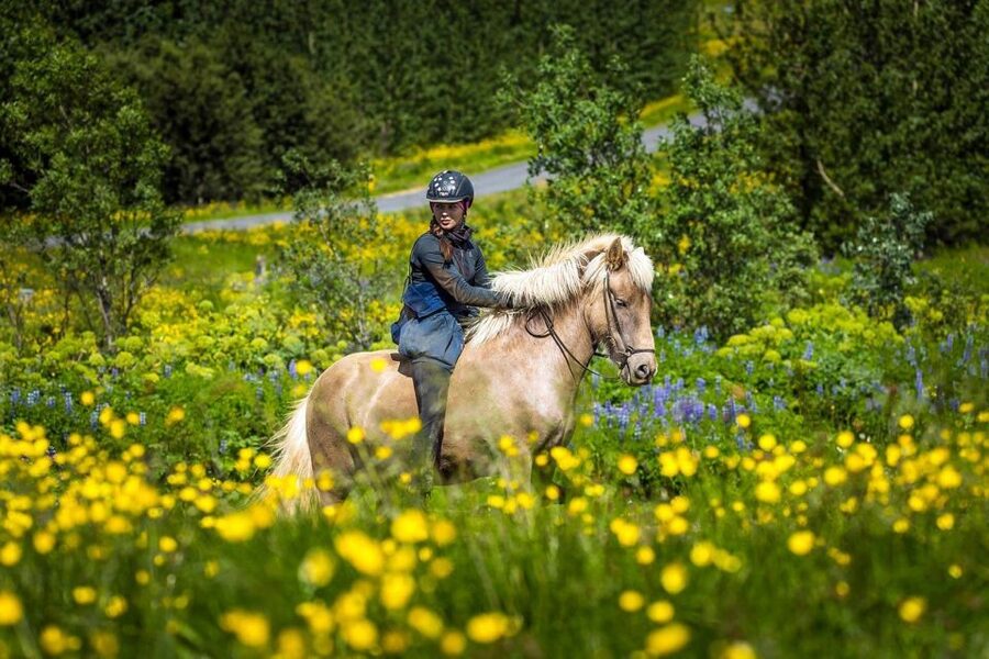 From Reykjavik: Full-Day Horse Riding & Golden Circle Tour - Laxnes or Eldhestar: check the horse-farm details