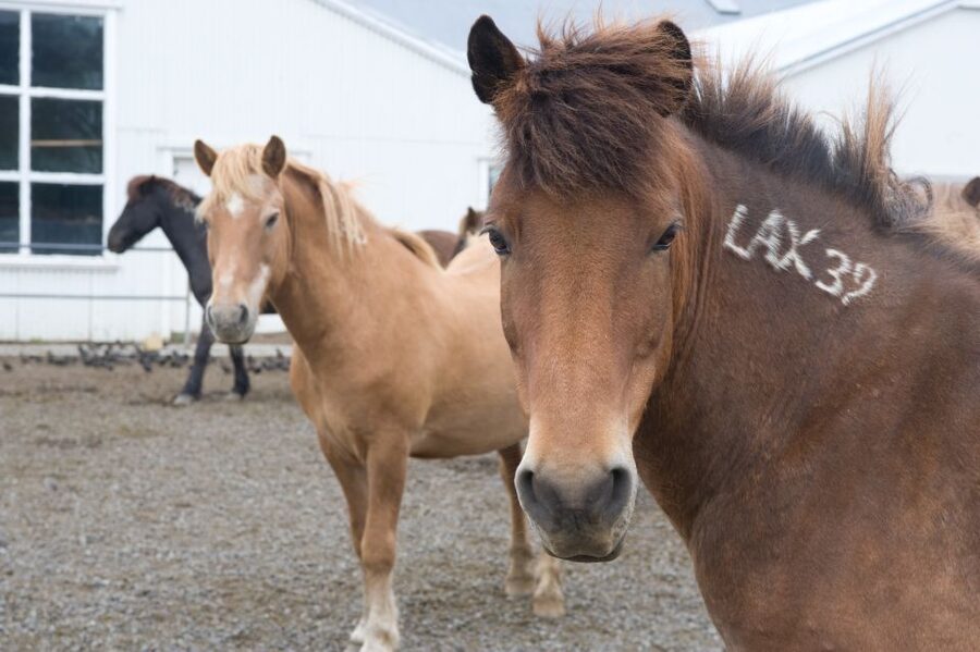 From Reykjavik: Full-Day Horse Riding & Golden Circle Tour - Gullfoss: the day’s big visual finish