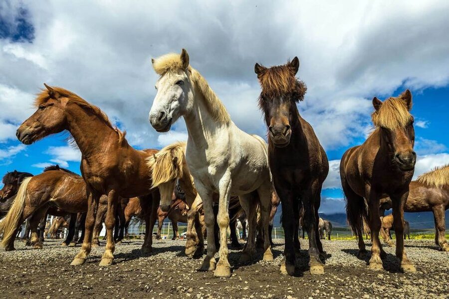 From Reykjavik: Full-Day Horse Riding & Golden Circle Tour - Price, timing, and what the $258 covers