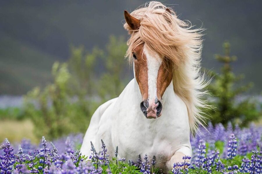 From Reykjavik: Full-Day Horse Riding & Golden Circle Tour - What to wear for two outdoor activities