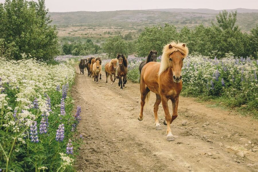 From Reykjavík: Viking Horseback Tour in Hafnarfjörður - Riding an Icelandic horse near Hafnarfjörður