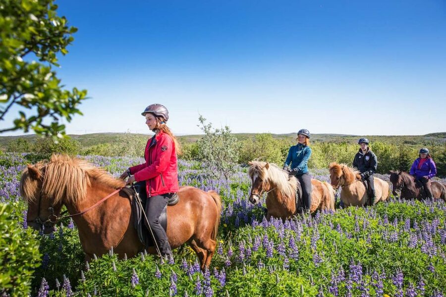 From Reykjavík: Viking Horseback Tour in Hafnarfjörður - The schedule and the Reykjavík transfer