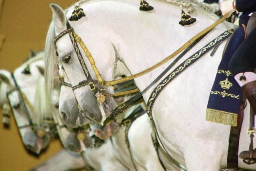 From Seville: Tour of Jerez with Horse Show & Wine Tasting - Should you book it?