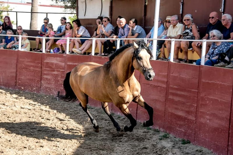 Fuengirola: Spanish Horse Show with Optional Dinner/Flamenco - Key points at a glance