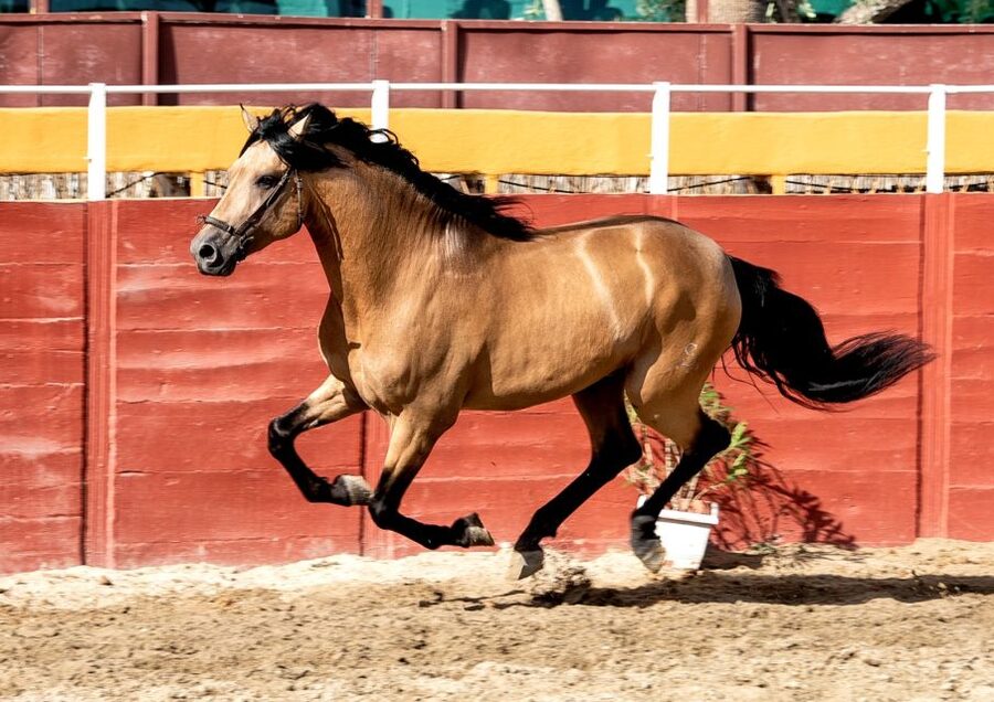 Fuengirola: Spanish Horse Show with Optional Dinner/Flamenco - Should you book the Spanish Horse Show?