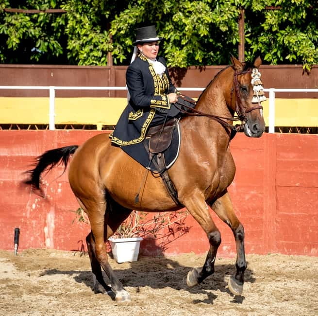 Fuengirola: Spanish Horse Show with Optional Dinner/Flamenco - Flamenco brings the evening to life