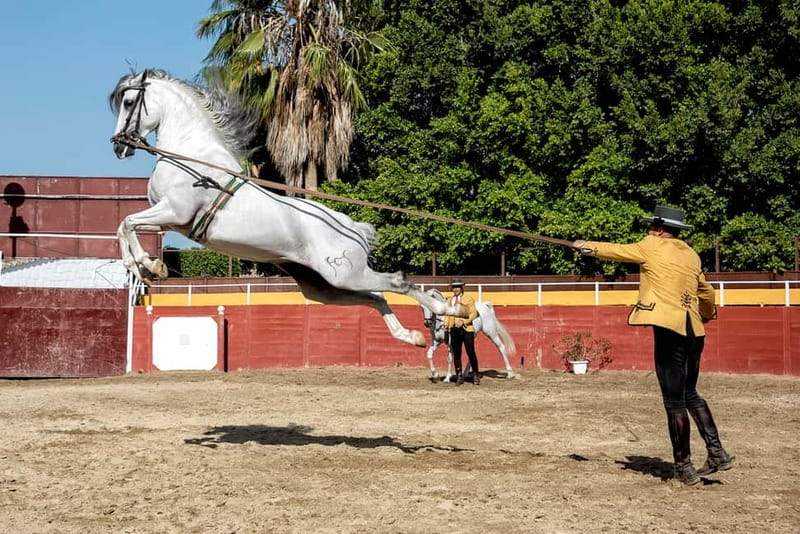 Fuengirola: Spanish Horse Show with Optional Dinner/Flamenco - Choosing between the four options