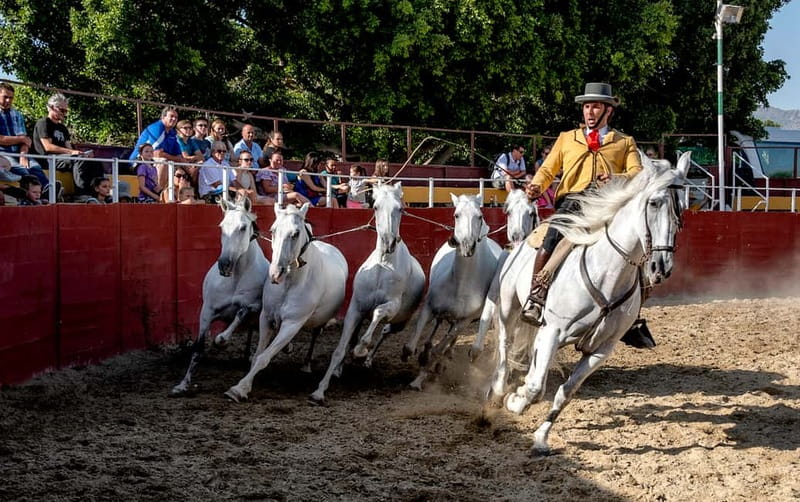 Fuengirola: Spanish Horse Show with Optional Dinner/Flamenco - Getting there from Málaga and the Costa del Sol