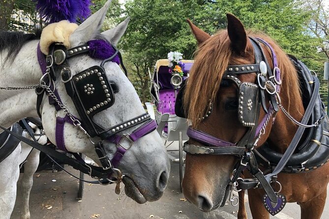Full loop Private Horse Carriage Ride in Central Park 45 Minutes - Seeing Central Park by carriage in 45 minutes