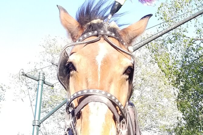 Full loop Private Horse Carriage Ride in Central Park 45 Minutes - From Central Park South to the Carousel
