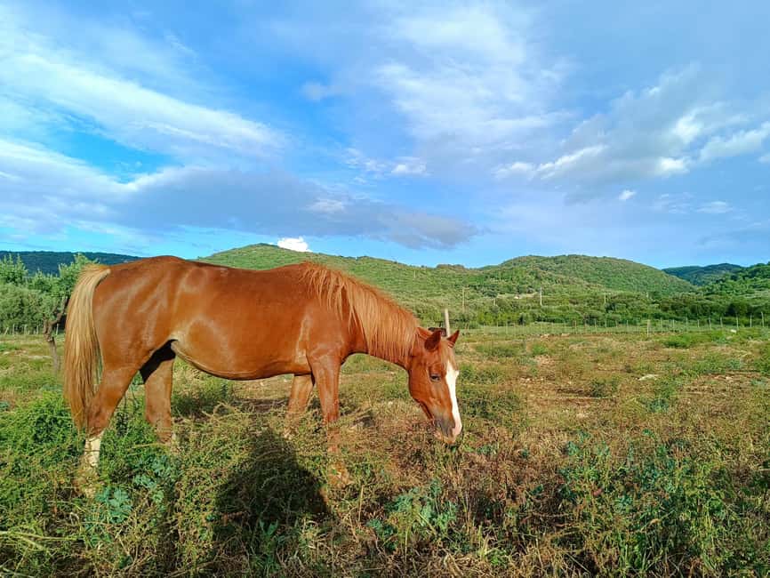 Gargano National Park: a horseback ride - Fifty minutes on the dirt path