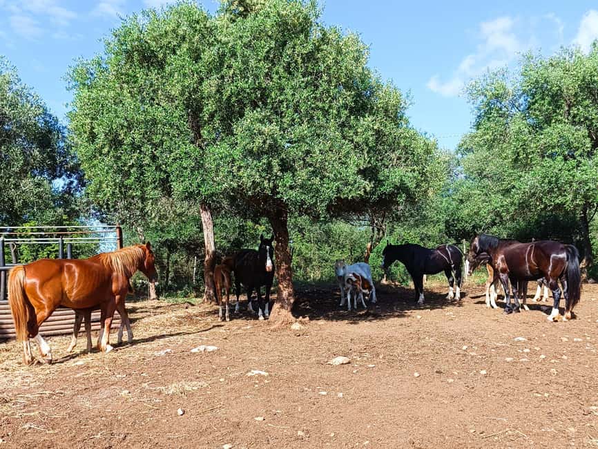 Gargano National Park: a horseback ride - Who will enjoy this ride most