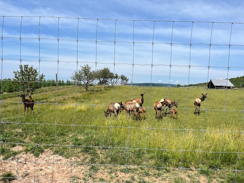 Gettysburg: Horse-Drawn Carriage Tour Countryside & Orchards - Why This Ride Works After Gettysburg