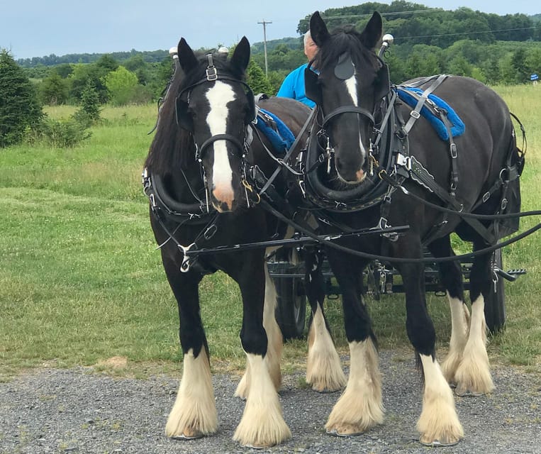 Gettysburg: Horse-Drawn Carriage Tour Countryside & Orchards - The Scenic Stop Above the Valley
