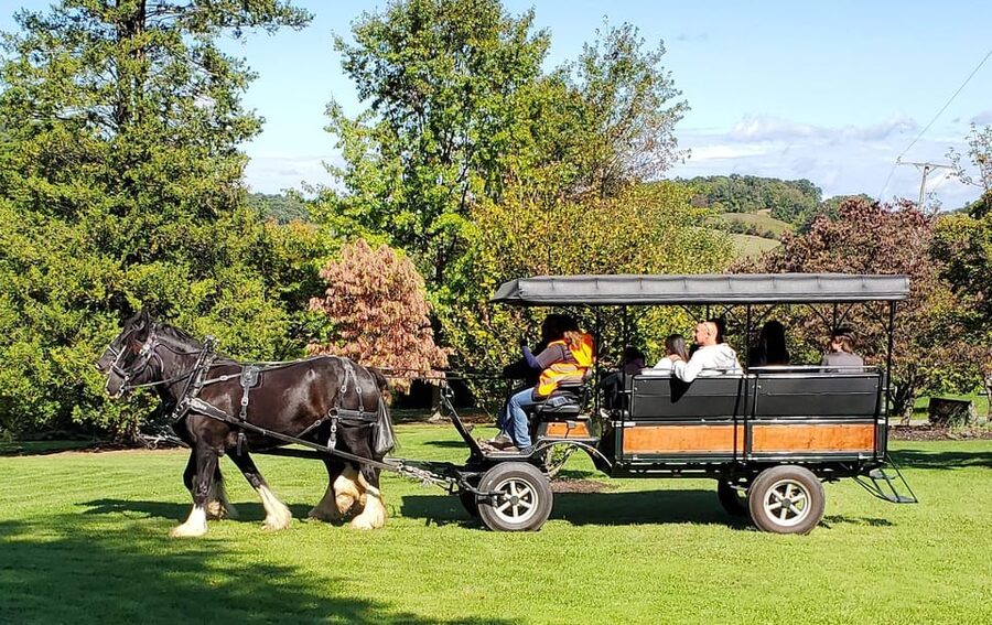 Gettysburg: Horse-Drawn Carriage Tour Countryside & Orchards - The Hands-On Finish With the Horses