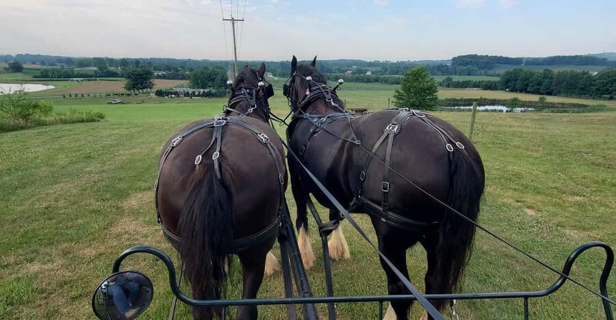 Gettysburg: Horse-Drawn Carriage Tour Countryside & Orchards - Meeting Two Shire Horses at Silvershire Farm