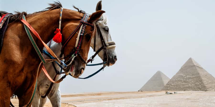 Giza: Arabian Horse Tour Around the Giza Pyramids - The animal welfare question