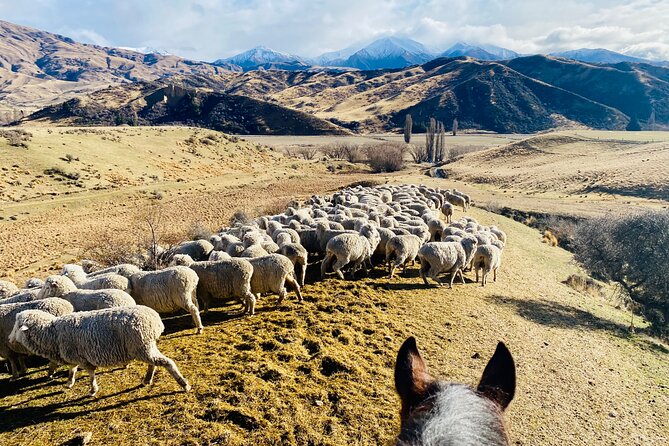 Gold Discovery Trail Horse Trek Cardrona - Most popular! - Who should book the Cardrona ride?