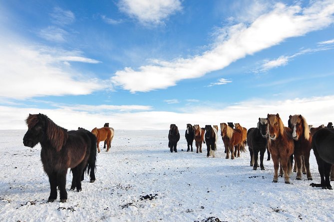 Golden Circle & Viking Horse Experience - Gullfoss: the Golden Circle’s big payoff