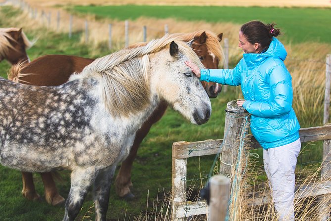 Golden Circle & Viking Horse Experience - Meeting the Icelandic horses