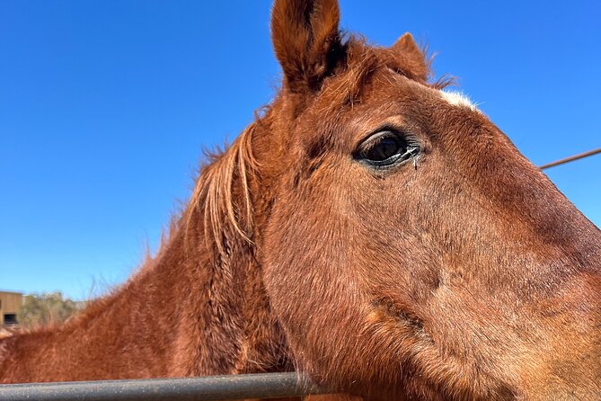 Grand Canyon ATV Tour + Horseback Riding Tour - Horseback riding is the feature to confirm