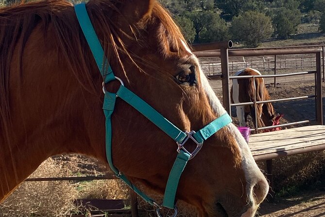 Grand Canyon Horseback Tour - Key points to know before you book