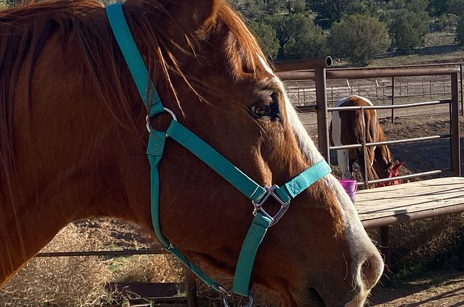 Grand Canyon Horseback Tour - Helmet rules and practical limits